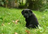 LABRADOR 1275